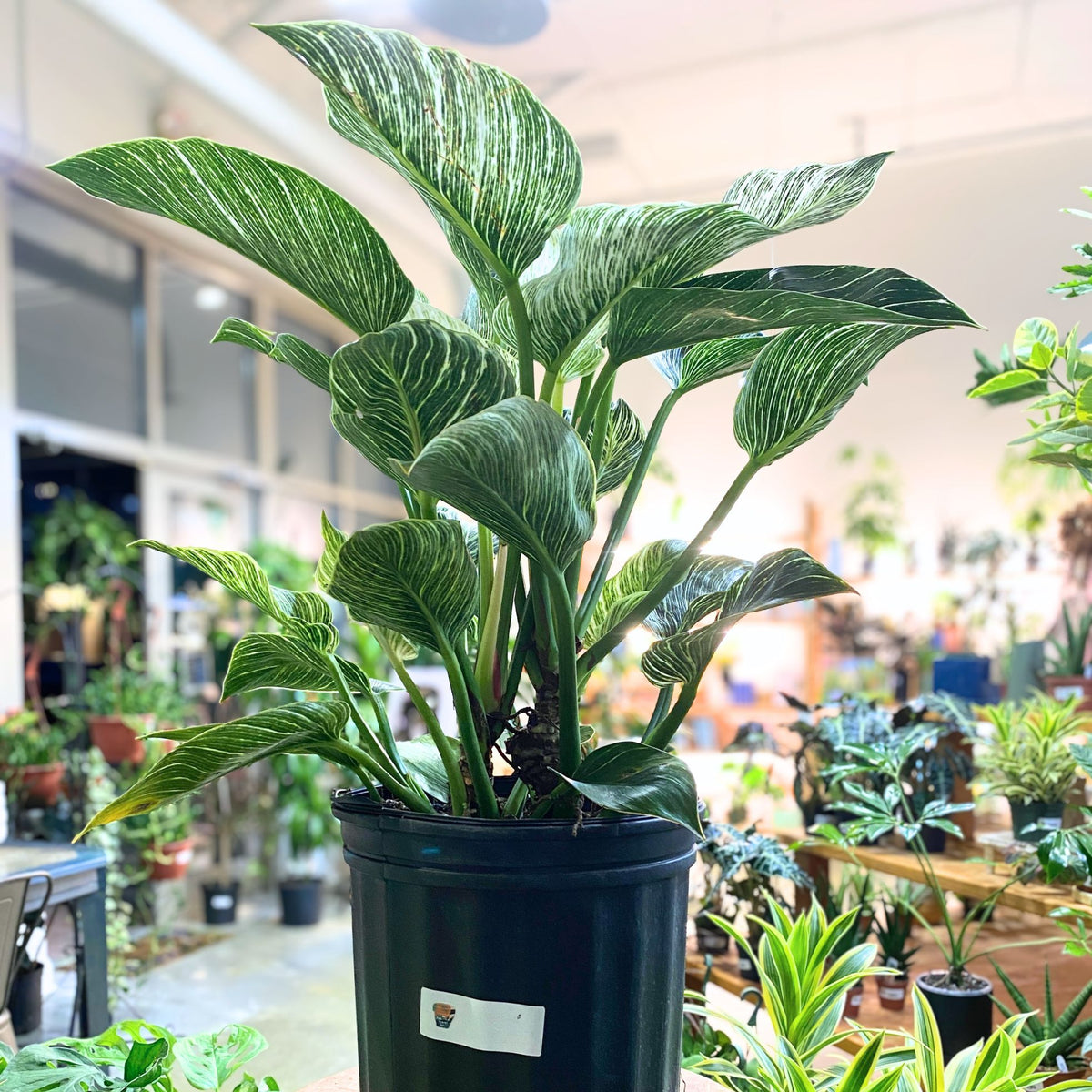 Philodendron Birkin