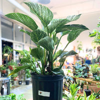 Philodendron Birkin