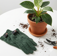 Philodendron Birken 4"