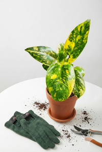 Philodendron Green Congo Nuclear 4"