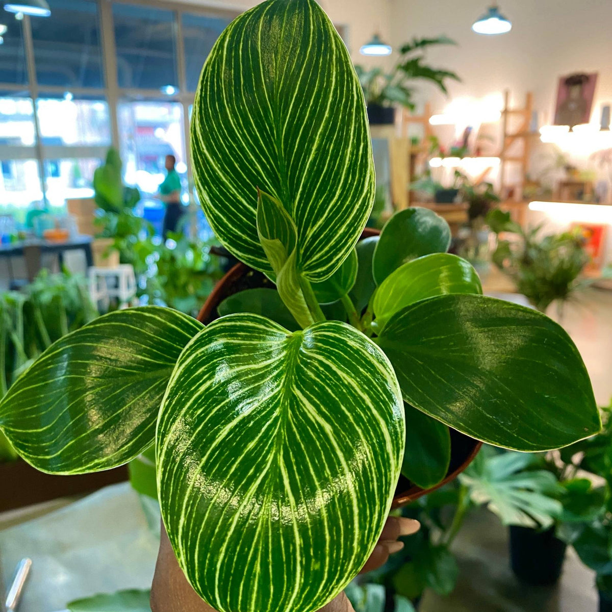 Philodendron Birken (4")
