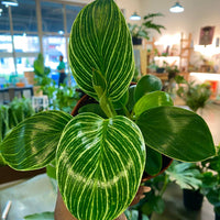 Philodendron Birken