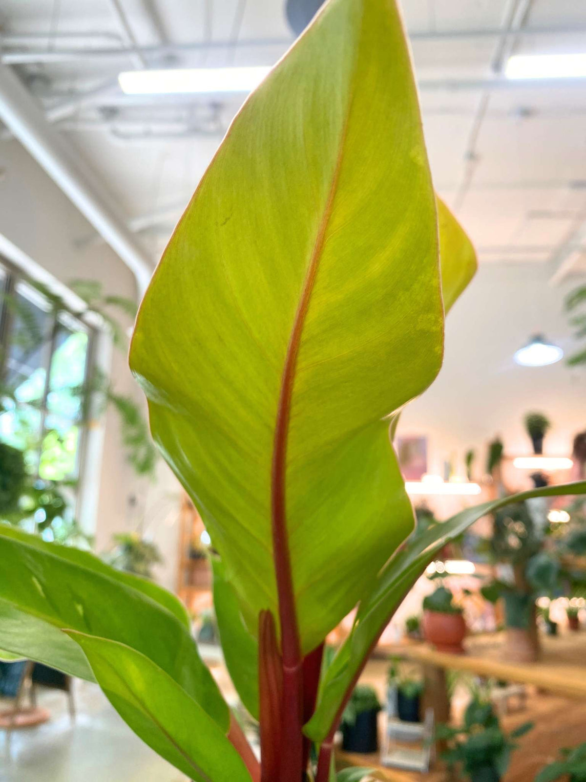Philodendron 'Prince of Orange' (Sml)