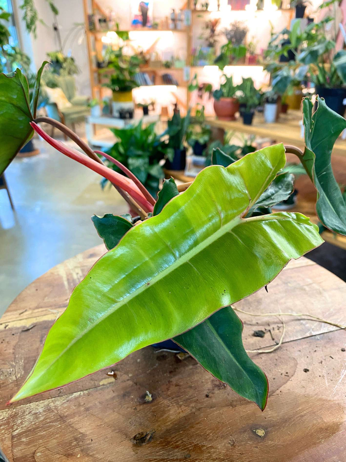 Philodendron Billietiae