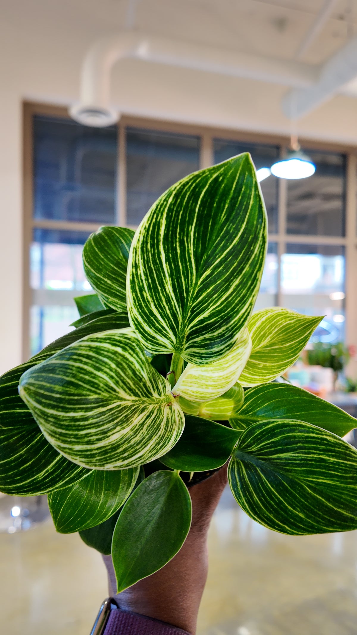 Philodendron Birken 4"