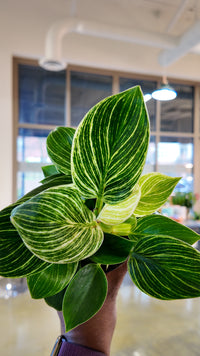 Philodendron Birken 4"