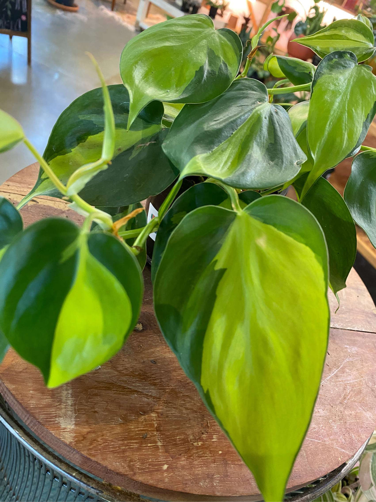 Philodendron Brasil