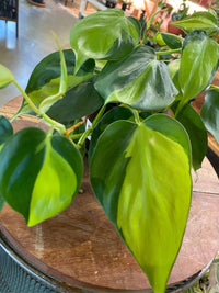 Philodendron Brasil