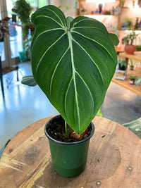 Philodendron Gloriousum