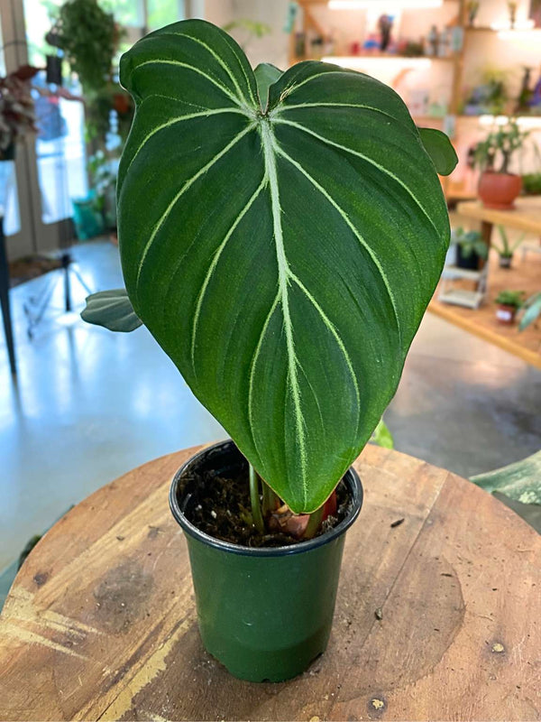 Philodendron Gloriousum