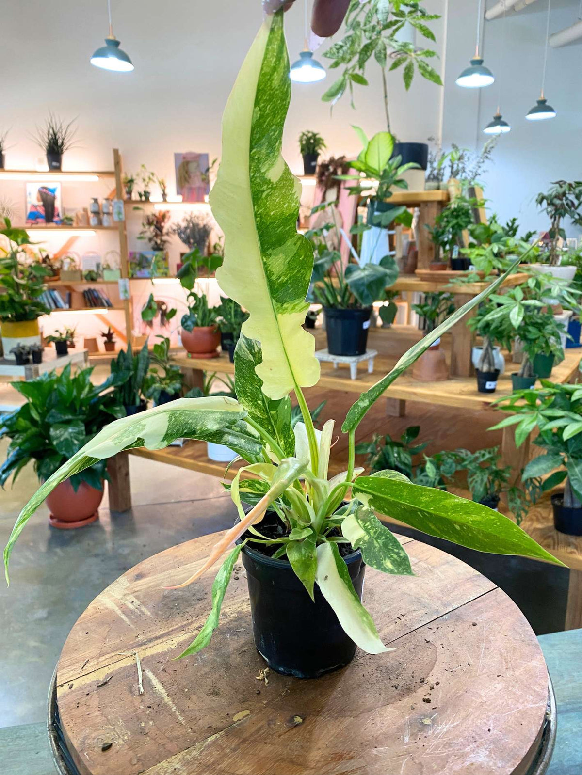 Philodendron 'Ring of Fire'