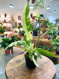 Philodendron 'Ring of Fire'