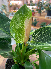 Philodendron Birken