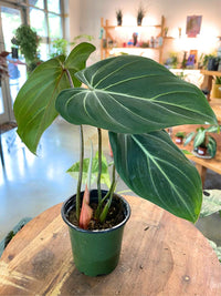 Philodendron Gloriousum