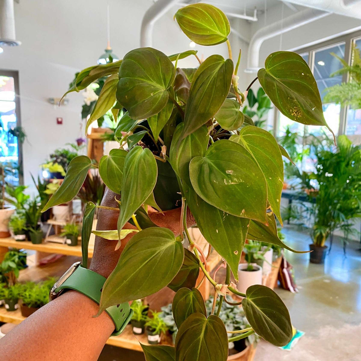 Philodendron Micans ("4" Trailing)