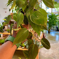 Philodendron Micans ("4" Trailing)