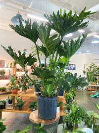 Philodendron Selloum (Thaumatophyllum bipinnatifidum) (PICKUP ONLY)