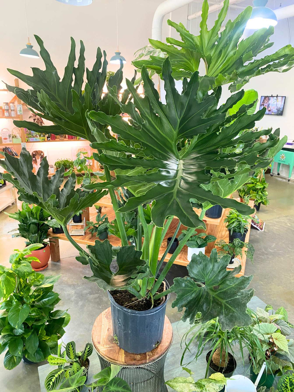 Philodendron Selloum (Thaumatophyllum bipinnatifidum) (PICKUP ONLY)