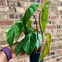 4" Philodendron Gloriosum (FULL)