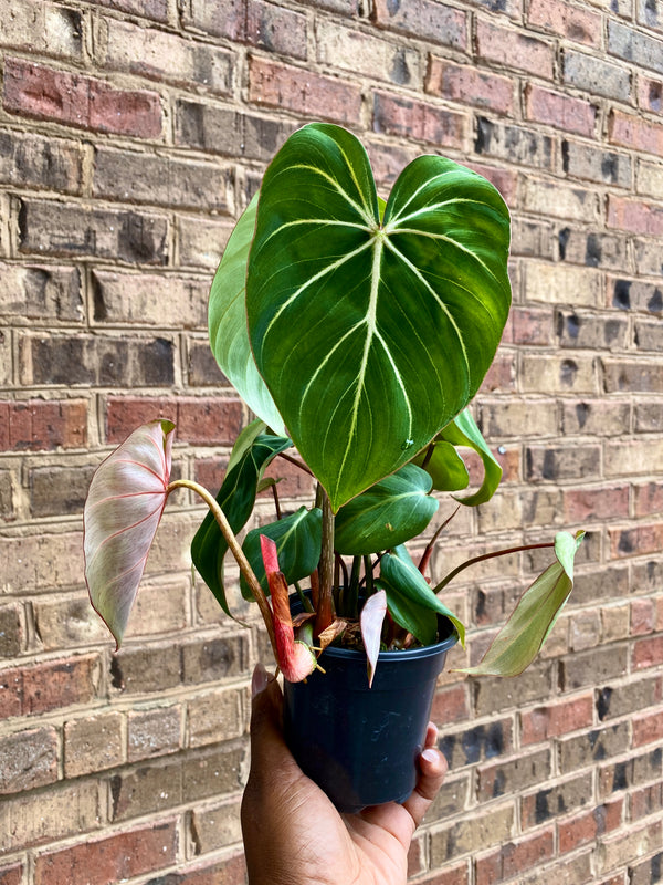 4" Philodendron Gloriosum (FULL)