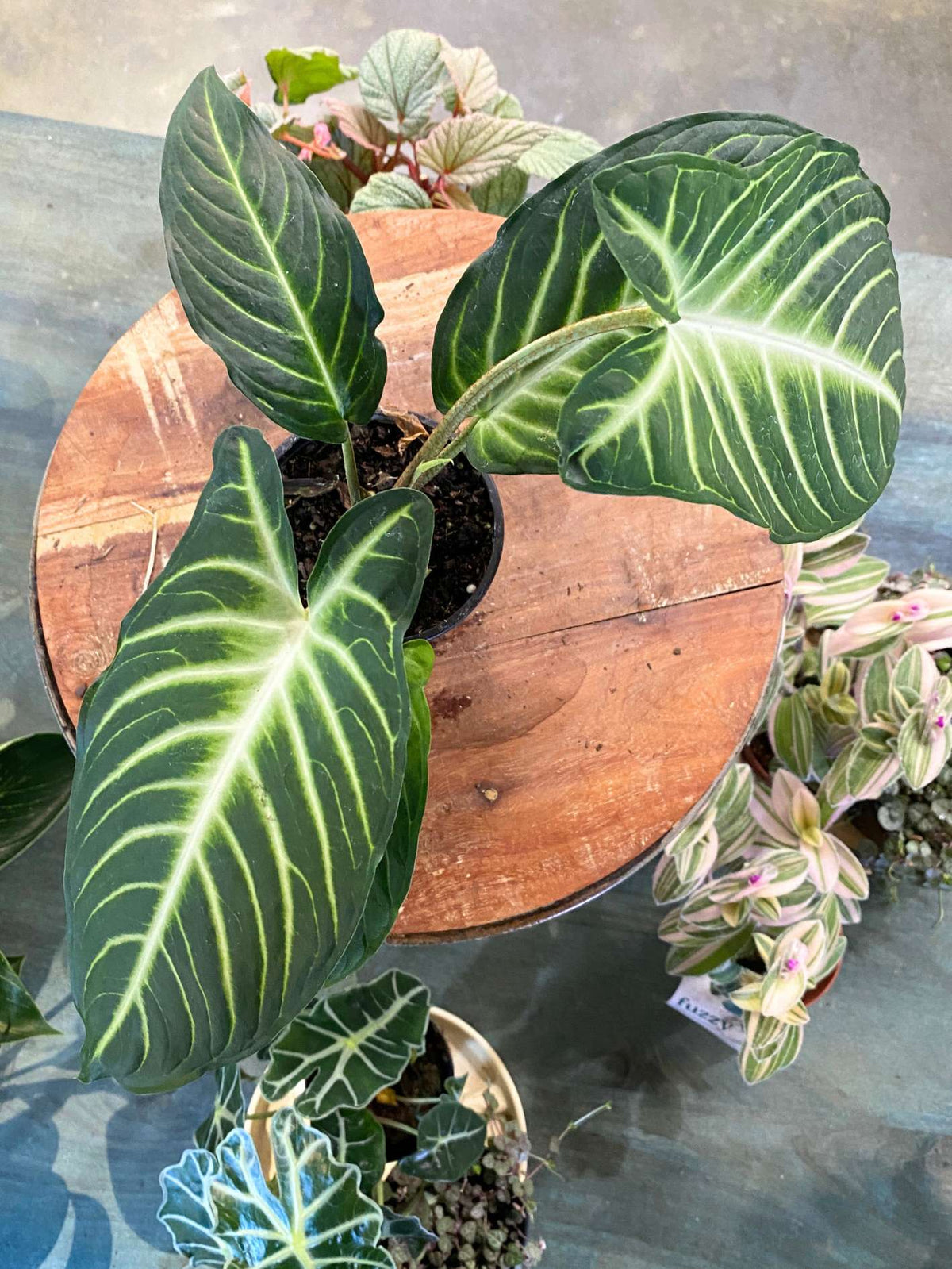 Phyllotaenium lindenii 'Magnificum'