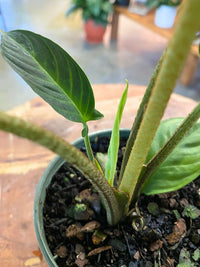 Phyllotaenium lindenii 'Magnificum'
