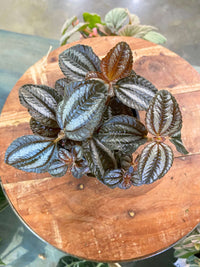 Pilea Norfolk 'Friendship Plant'