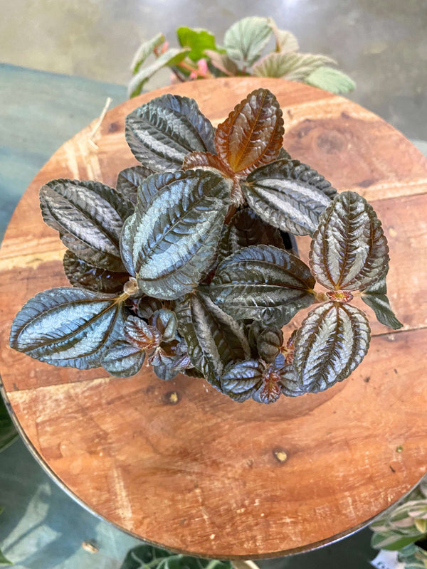 Pilea Norfolk 'Friendship Plant'