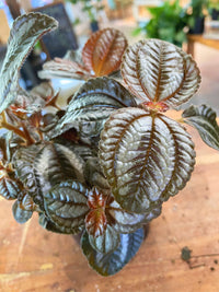 Pilea Norfolk 'Friendship Plant'