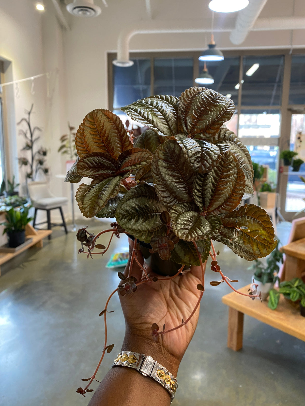 Pilea (Friendship) Plant