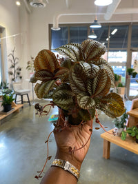 Pilea (Friendship) Plant