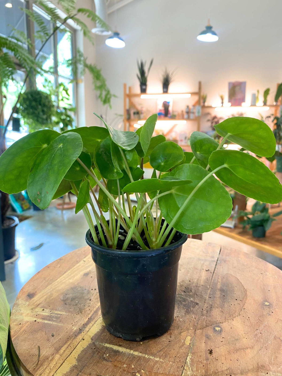 A green leafy plant in a black plastic nursery pot, displayed on a rustic wooden table inside a bright, plant-filled shop.