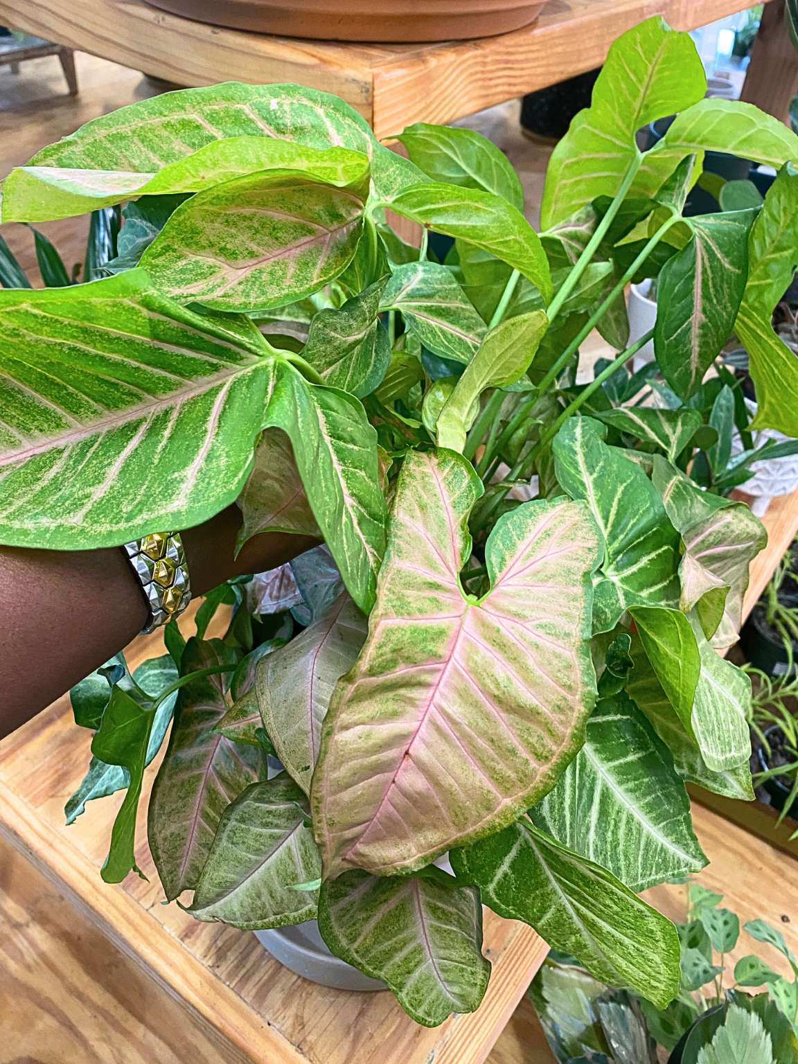 Syngonium podophyllum 'Pink Allusion'