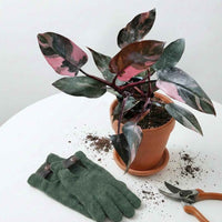 Philodendron Pink Princess (4")
