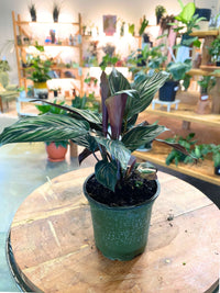 Calathea Ornata Pinstripe