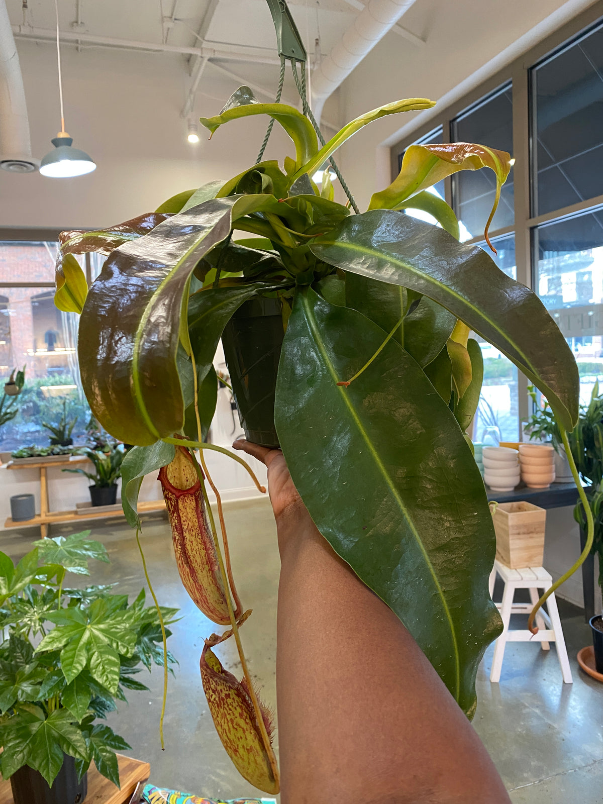 Carnivorous Nepenthes - Pitcher Plant (HB - Lrg)