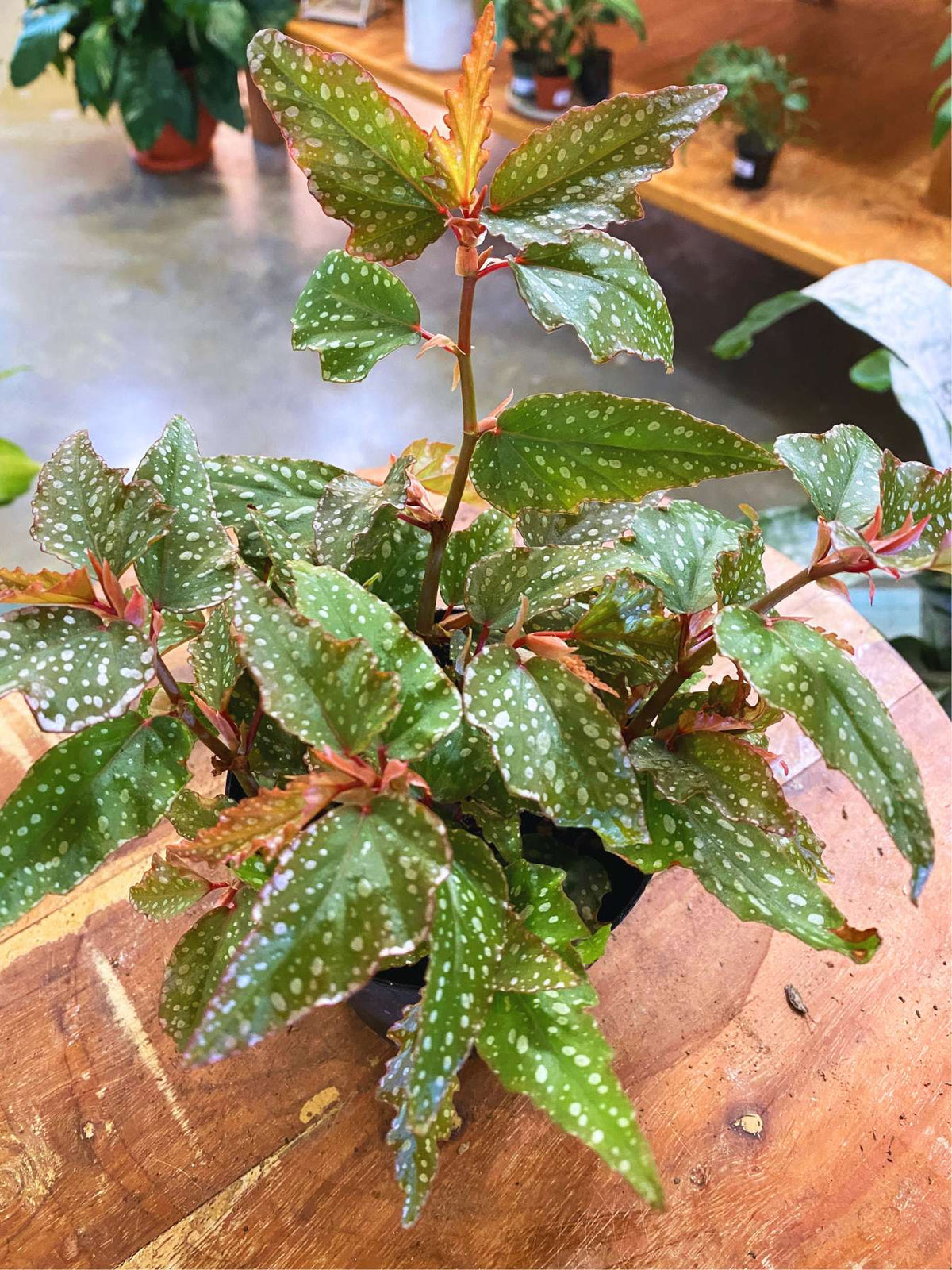 Polka Dot Begonia