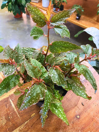 Polka Dot Begonia