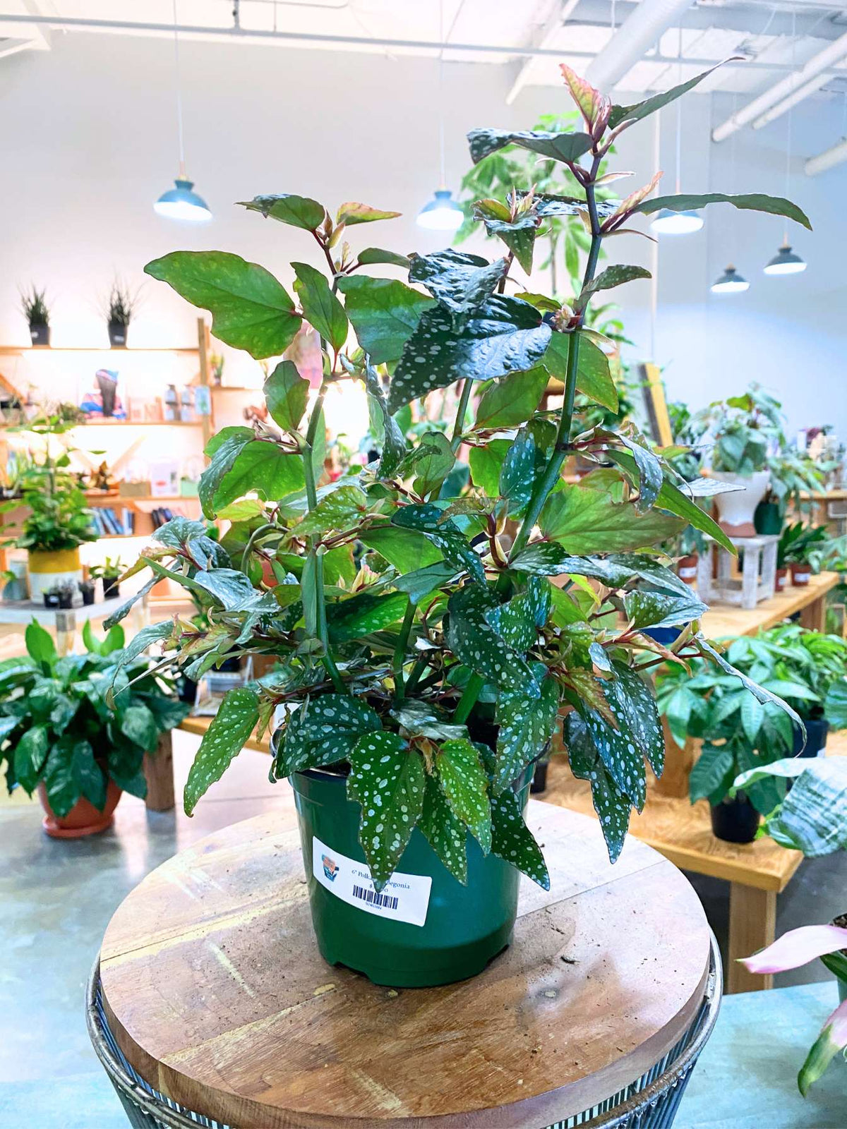 Polka Dot Begonia