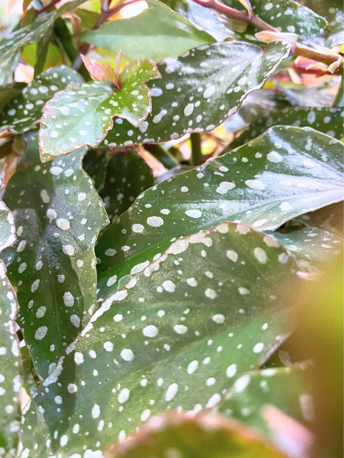Polka Dot Begonia