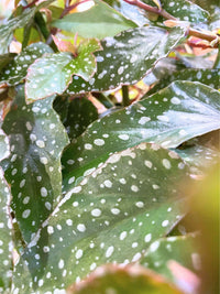Polka Dot Begonia