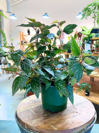 Polka Dot Begonia