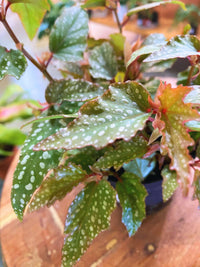 Polka Dot Begonia