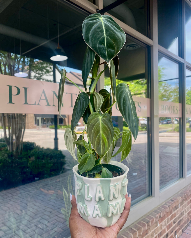 PLANT PARENT POT