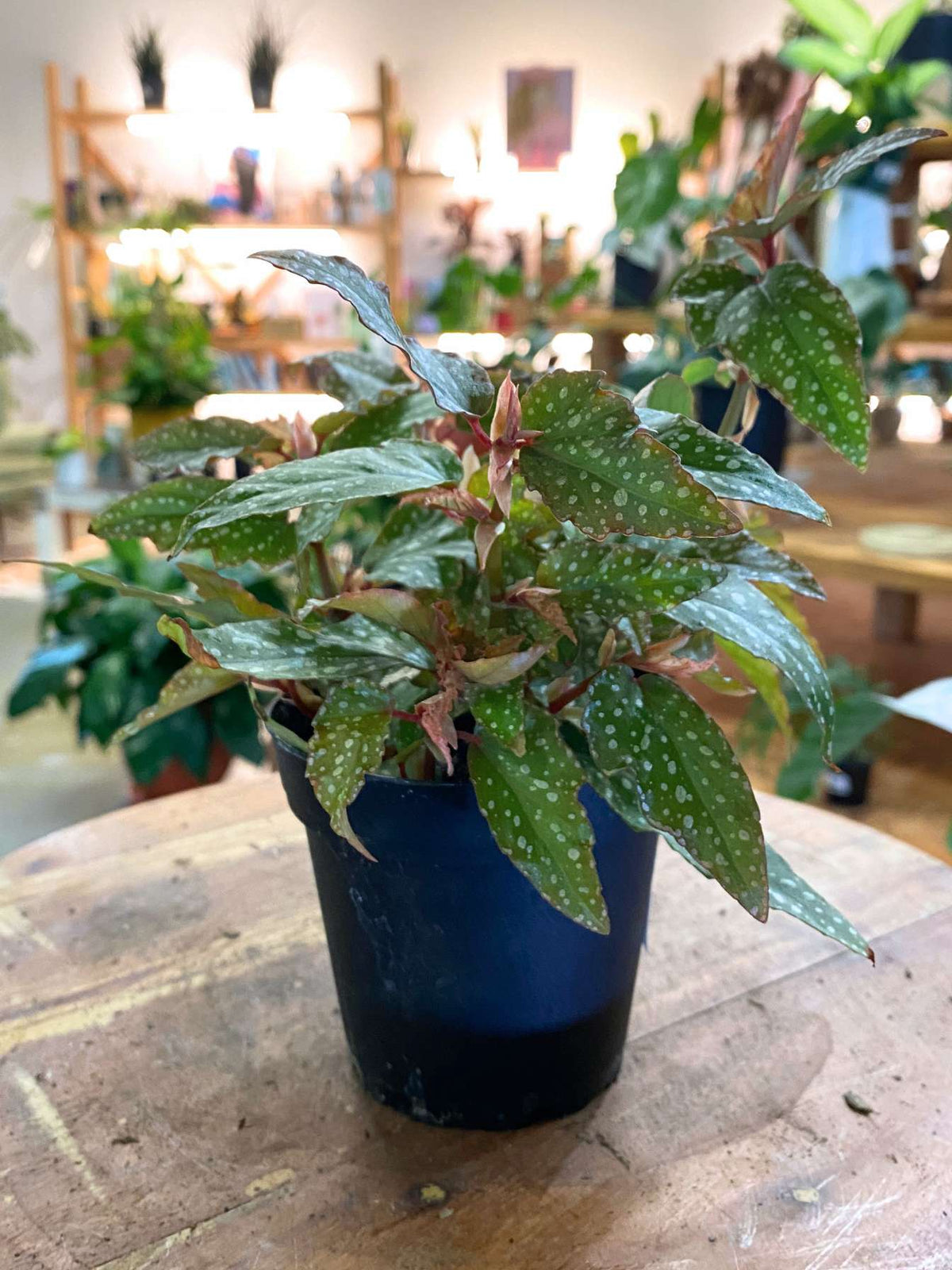 Polka Dot Begonia