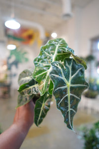 Alocasia Polly (African Mask)