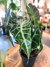 Alocasia Polly (Sml)
