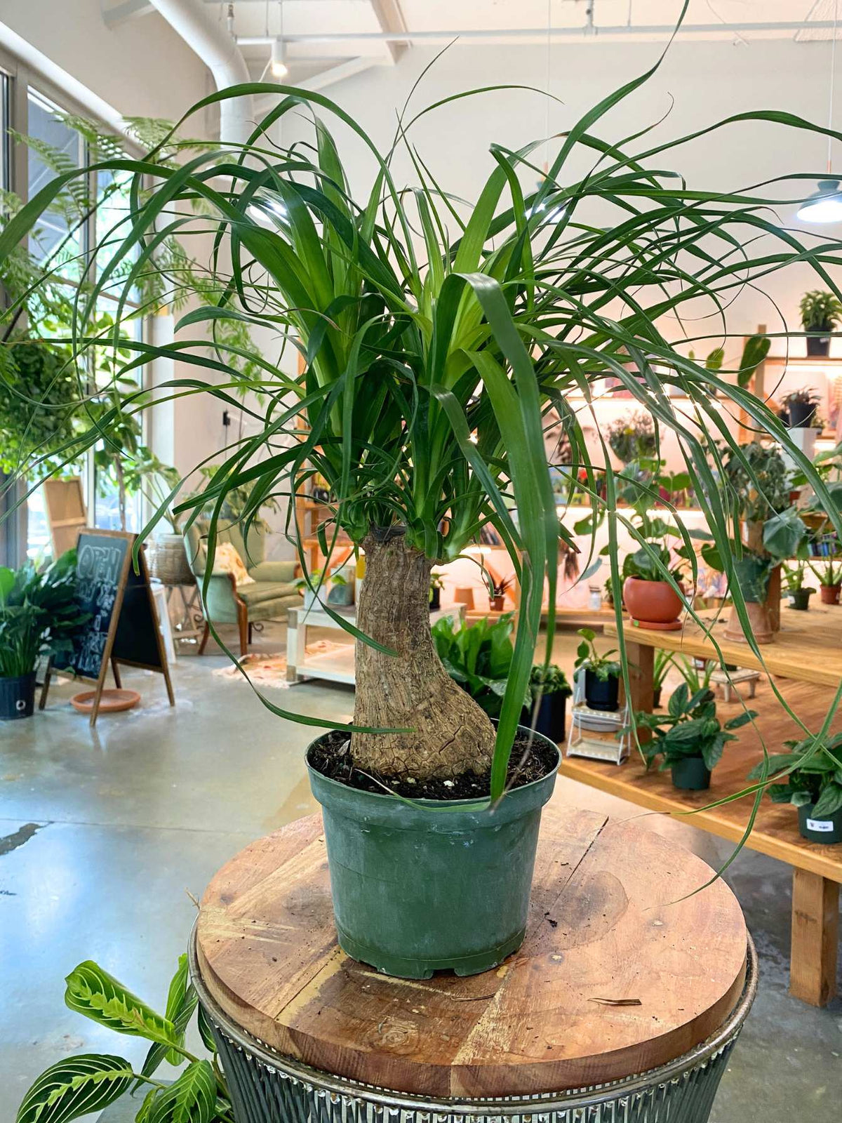 Ponytail Palm (Beaucarnea recurvata) 6"