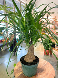 A potted Dracaena massangeana, commonly known as a snake plant, with a thick textured brown trunk and long, slender green leaves, sitting on a round wooden table in a bright indoor plant shop.