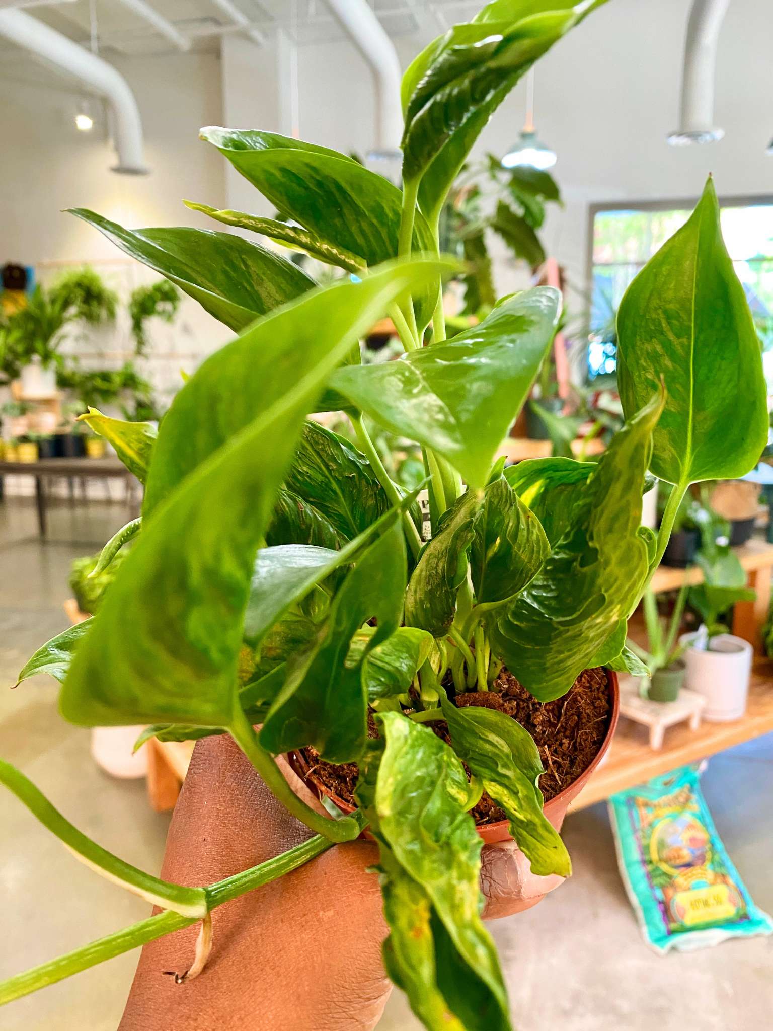 A Pot to Plant In Pothos Shangri-La